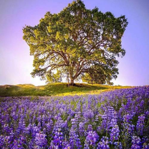 صالح بهمنش جون من قسم میخوردی که زودی میایی پیشم